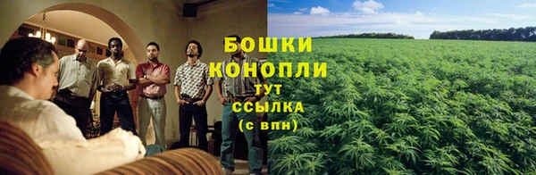 прущие грибы Баксан